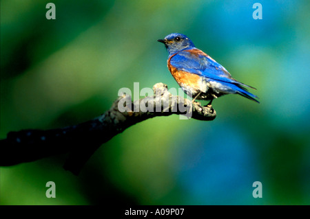 BB2-12 HOMME WESTERN BLUEBIRD SUR LIMB Banque D'Images