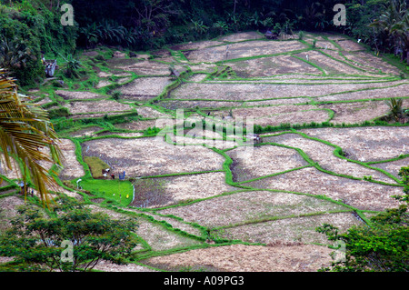 Terrasses de riz, la gorge de la rivière Ayung, Ubud, Bali Indonésie Banque D'Images