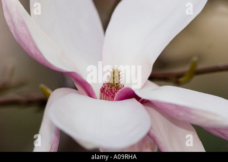 Magnolia Blossom in Central Park Banque D'Images