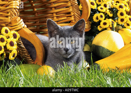 Jeune chat Chartreux allongé sur prairie entre les citrouilles Banque D'Images