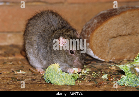 Rat brun (Rattus norvegicus) se nourrissant de brocoli Banque D'Images