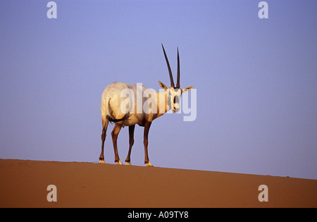 L'oryx Oryx leucoryx debout dans le sable Banque D'Images