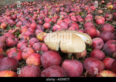 Les pommes Red Delicious et tombé près de champignons Oregon alpin Banque D'Images
