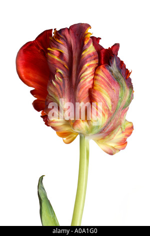 Tulipe sur fond blanc Banque D'Images