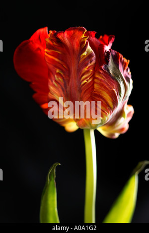 Tulipe sur fond noir Banque D'Images