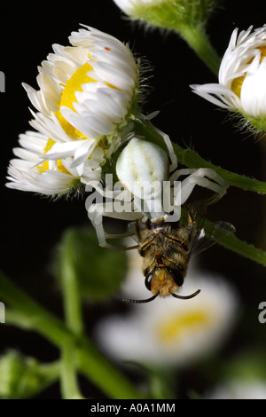 Araignée crabe avec les proies (Misumena vatia), une petite abeille. La fleur est une Daisy Fleabane Erigeron annuus, Banque D'Images