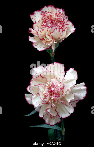 Deux œillets fleuriste rose et blanc sur fond noir Banque D'Images