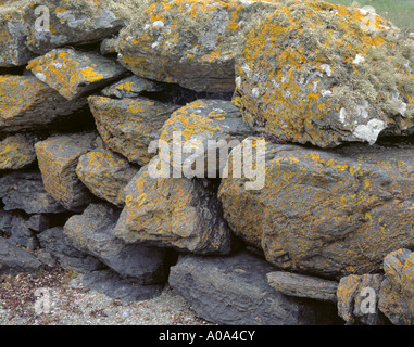 L'ivoire de la mer (lichen Ramalina siliquosa) et jaune Caloplaca thallincola lichen sur les roches de plus en plus d'un mur en pierre sèche. Banque D'Images