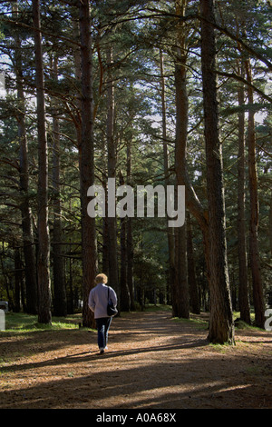 Balade dans Glenmore Forest Park Rothiemurchus Parc national de Cairngorm Aviemore Highlands écossais Banque D'Images