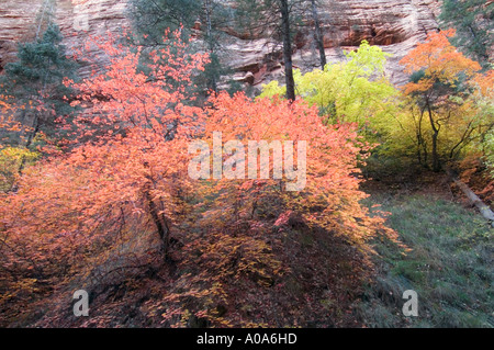 Feuillage d'automne en Sion, N.P., de l'Utah Banque D'Images