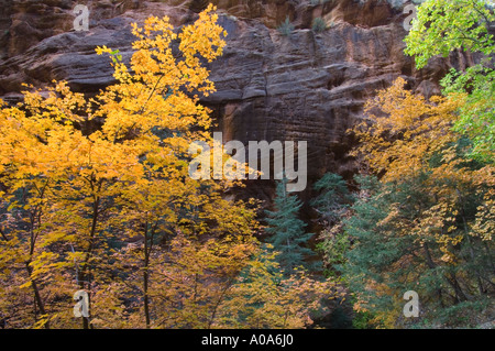 Feuillage d'automne en Sion, N.P., de l'Utah Banque D'Images