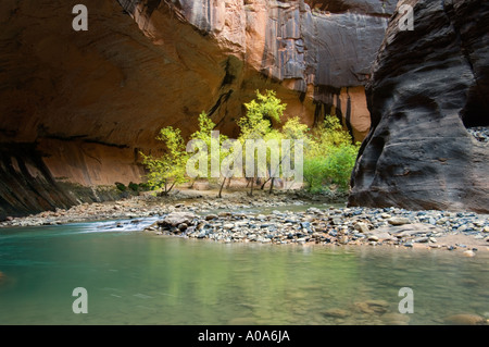 Des arbres cottonwood refléter à Virgin River Narrows, Sion N.P., de l'Utah Banque D'Images