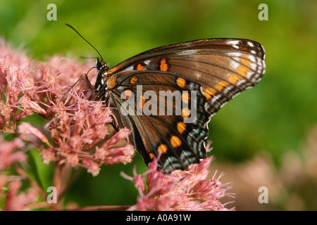 Red-spotted purple butterfly (Limenitis arthemis astyanax) Banque D'Images