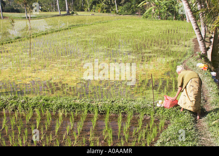 Vieille Femme dans le riz paddy, Bali Banque D'Images