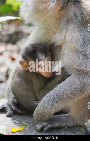 Bébé tète , La forêt des singes macaques Banque D'Images