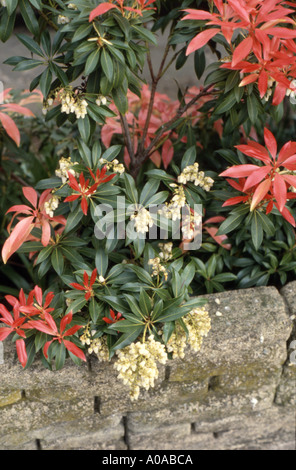 Pieris Forest Flame croissant sur un mur massif, London UK Banque D'Images