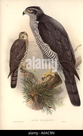 L'Autour des palombes Accipiter gentilis Banque D'Images