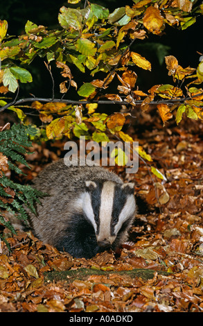 Le blaireau (Meles meles) en quête de bois de hêtre en automne, UK Banque D'Images