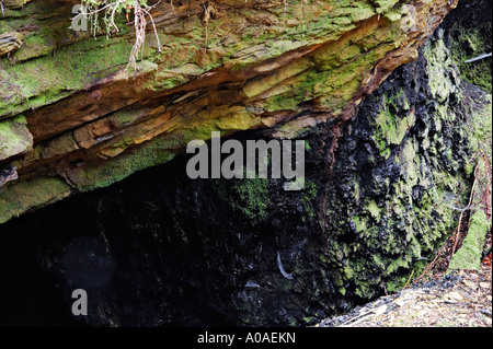 Veine de charbon, Charbon Mine Alborns à pied, le Parc Forestier de Victoria, Reefton, île du Sud, Nouvelle-Zélande Banque D'Images