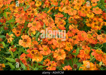 Fleurs d'automne orange et jaune vibrantes de l'éneezeweed commune Asteraceae Helenium autumnale var Riverton Gem dans un champ de jardin. Banque D'Images