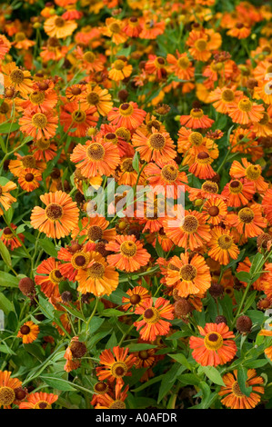Fleurs orange et jaune vibrantes de sneezeweed commune Helenium autumnale var Riverton Gem fleurissant dans un jardin d'automne. Banque D'Images