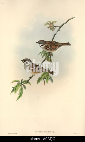 Passer montanus Eurasian tree sparrow Banque D'Images