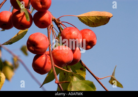 Grappes de petits fruits rouges de pomme du Paradis (Malus Floribunda) suspendus à des branches sur un fond de ciel bleu clair. Banque D'Images