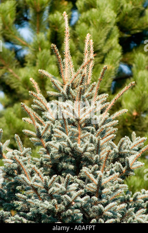 Vue détaillée des branches supérieures d'une épinette de Norvège Pinaceae Picea pungens, montrant des aiguilles bleu argenté et une croissance fraîche dans un cadre naturel. Banque D'Images