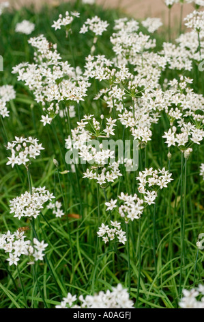 Fleurs blanches d'ail Liliaceae Allium odorum. Grappes de fleurs en forme d'étoile sur de hautes tiges vertes dans un champ de jardin luxuriant. Banque D'Images