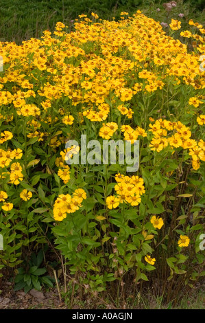Fleurs d'automne jaune vif de l'éneezeweed commune Asteraceae Helenium autumnale var Gartensonne dans un jardin. Banque D'Images