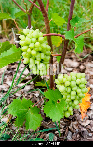 Gros plan de fruits de vigne de raisin vert poussant sur une vigne dans un vignoble, entouré de feuilles vertes et de paillis de bois. Banque D'Images