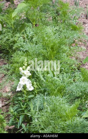 (AMMI VISNAGA CURE-DENTS, l'HERBE DE L'ÉVÊQUE) Banque D'Images