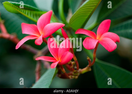 Les fleurs rouges d'Templetree ou Frangipani ou Himatanthus Plumeria Rubra Apocynaceae ou pays tropicaux Banque D'Images