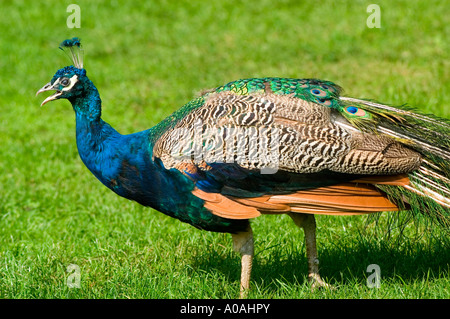 Un paon aux couleurs vives marchant sur une pelouse verte luxuriante, mettant en valeur son magnifique col bleu et son plumage détaillé au soleil. Banque D'Images