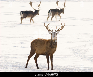 Red Deer (Cervus elaphus) à l'avant, et deux cerfs en jachère (Dama dama l) dans l'arrière-plan Banque D'Images