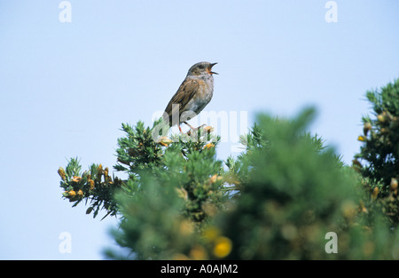 Prunella modularis nid chanter par l'ajonc commun bush Norfolk UK Banque D'Images