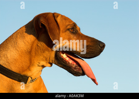 Chien marron chien Rhodesian Ridgeback Banque D'Images