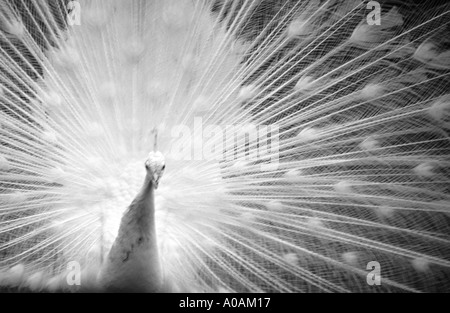 Paon blanc albinos mono close up portrait frontal avec des plumes affiche derrière à la caméra directement à Banque D'Images