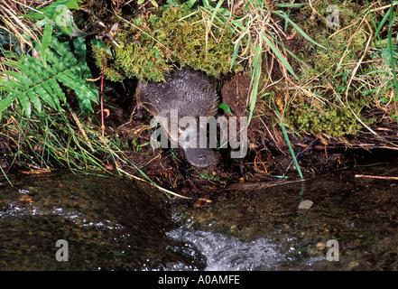 Ornithorhynchus anatinus ornithorynque émergeant de terrier Banque D'Images