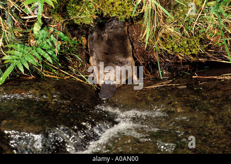 Ornithorhynchus anatinus ornithorynque émergeant de terrier Banque D'Images
