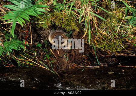 Ornithorhynchus anatinus ornithorynque qui sortent d'enfouir l'Australie Tasmanie monotrèmes UN Banque D'Images