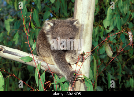 KOALA Phascolarctos cinereus jeune jouant l'Australie Banque D'Images