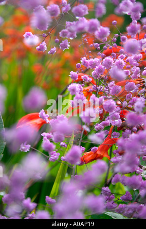 Les fleurs du jardin de plantes vivaces plante Thalictrum delavayi Hewitts double nom commun est Meadow Rue ou lavande Mist Banque D'Images