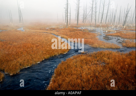 Prairie avec des herbes d'automne et flux hotspring Parc National de Yellowstone au Wyoming Banque D'Images