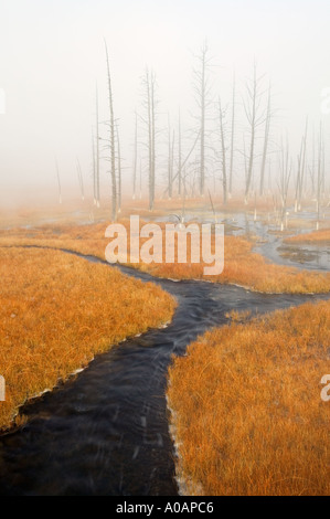 Prairie avec des herbes d'automne et flux hotspring Parc National de Yellowstone au Wyoming Banque D'Images