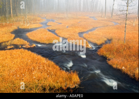 Prairie avec des herbes d'automne et flux hotspring Parc National de Yellowstone au Wyoming Banque D'Images