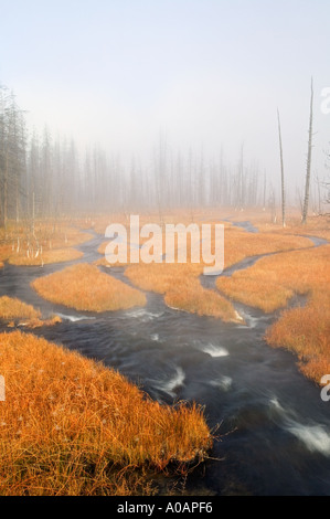 Prairie avec des herbes d'automne et flux hotspring Parc National de Yellowstone au Wyoming Banque D'Images