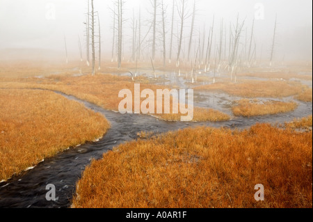 Prairie avec des herbes d'automne et flux hotspring Parc National de Yellowstone au Wyoming Banque D'Images