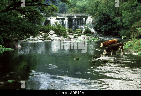 Dale Monsal Peak District en Angleterre Banque D'Images