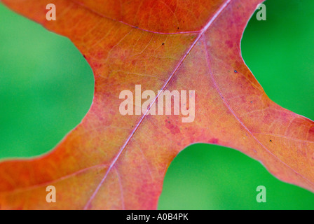 Pin Oak tree leaf passe au rouge en automne Quercus palustris Banque D'Images